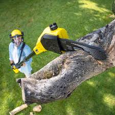 Best Lawn Disease Treatment  in Chamberlain, SD