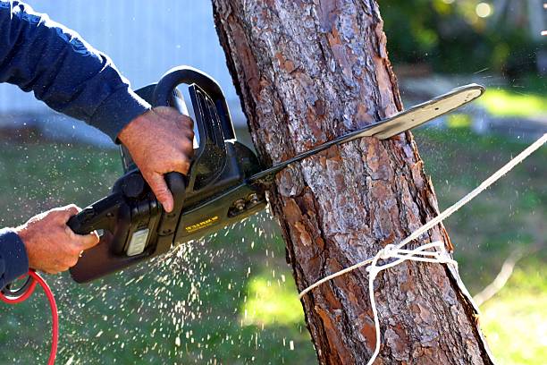 Best Tree Disease Treatment  in Chamberlain, SD