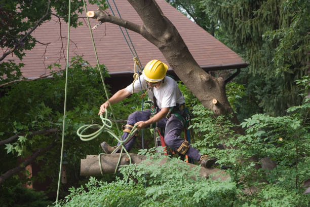 Chamberlain, SD Tree Services Company