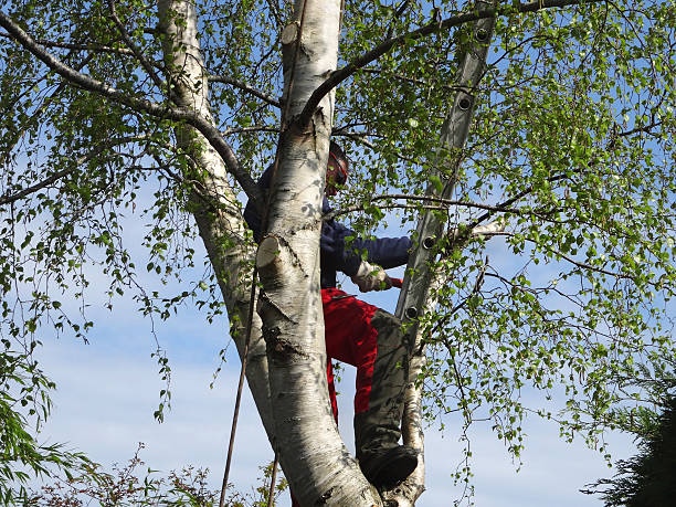 Best Hedge Trimming  in Chamberlain, SD