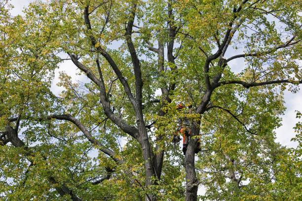 Best Fruit Tree Pruning  in Chamberlain, SD