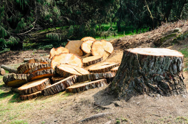 How Our Tree Care Process Works  in  Chamberlain, SD